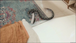 Pandya Store - 25th October 2023